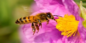 Avance para proteger abejas, autoridades ambientales deberán estudiar efectos adversos de insecticidas